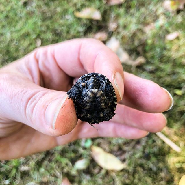 LarkinAndLarkin's tweet photo. Yesterday I found this very tiny turtle in my new yard #majorlifeupdate #turtlepower https://t.co/pgGxDPSD3f https://t.co/u4YQZStbhr