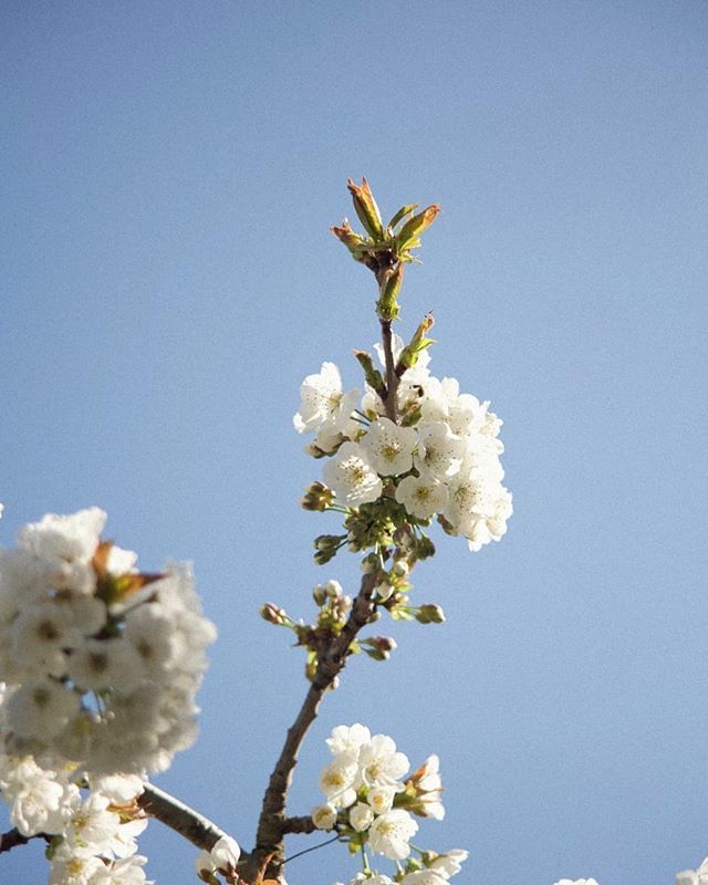 Hen_Garnham's tweet photo. Mas de la Pierre Ronde, Graveson Spring 2019 https://t.co/lx7vTYNCV7 https://t.co/2azIR4gtSp