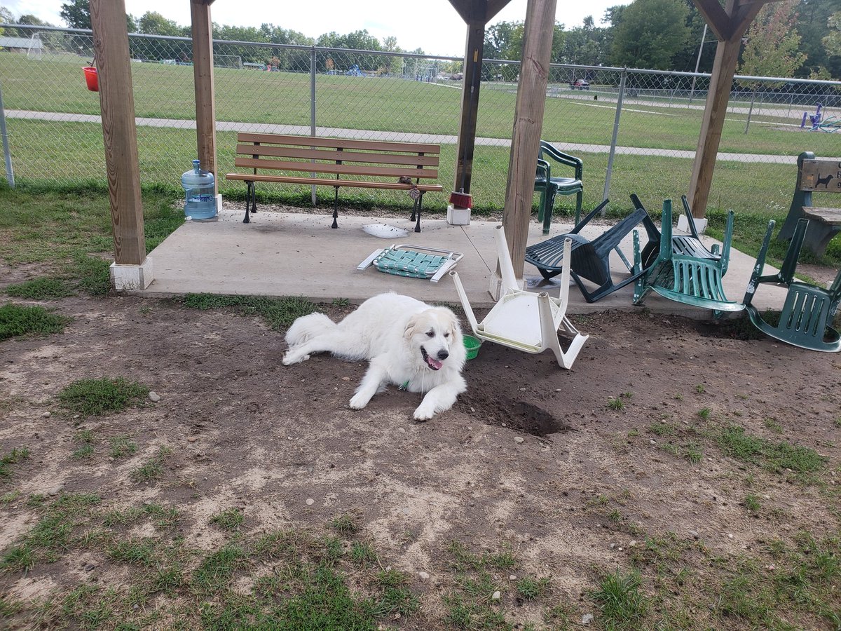 Dog park life #rescuedog #greatpyrenees #dogs #dogsoftwitter