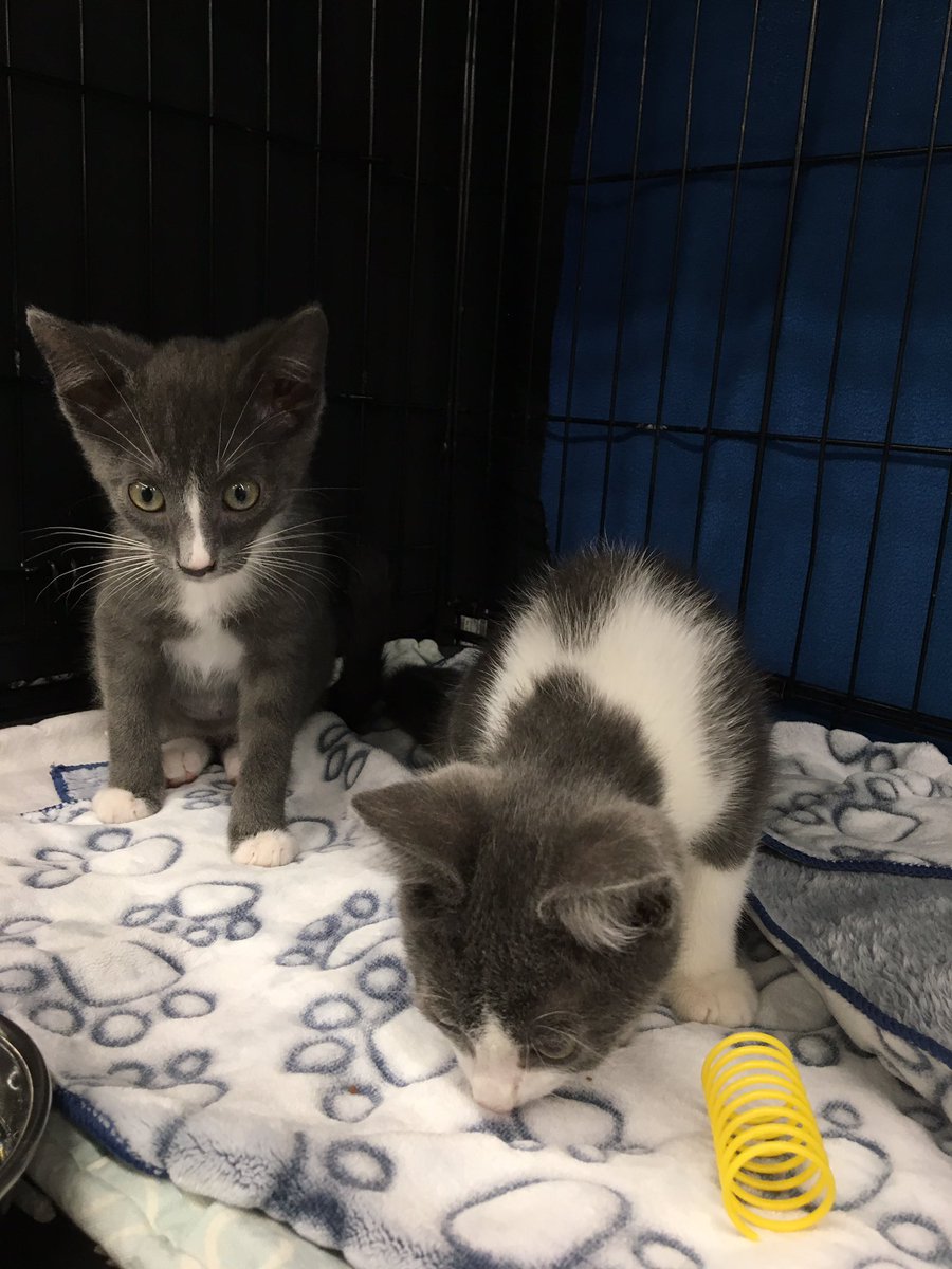 petsmart kennedy commons phone number