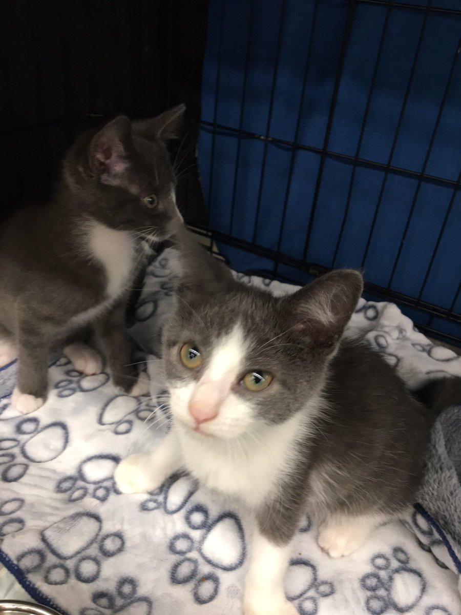 petsmart kennedy commons phone number