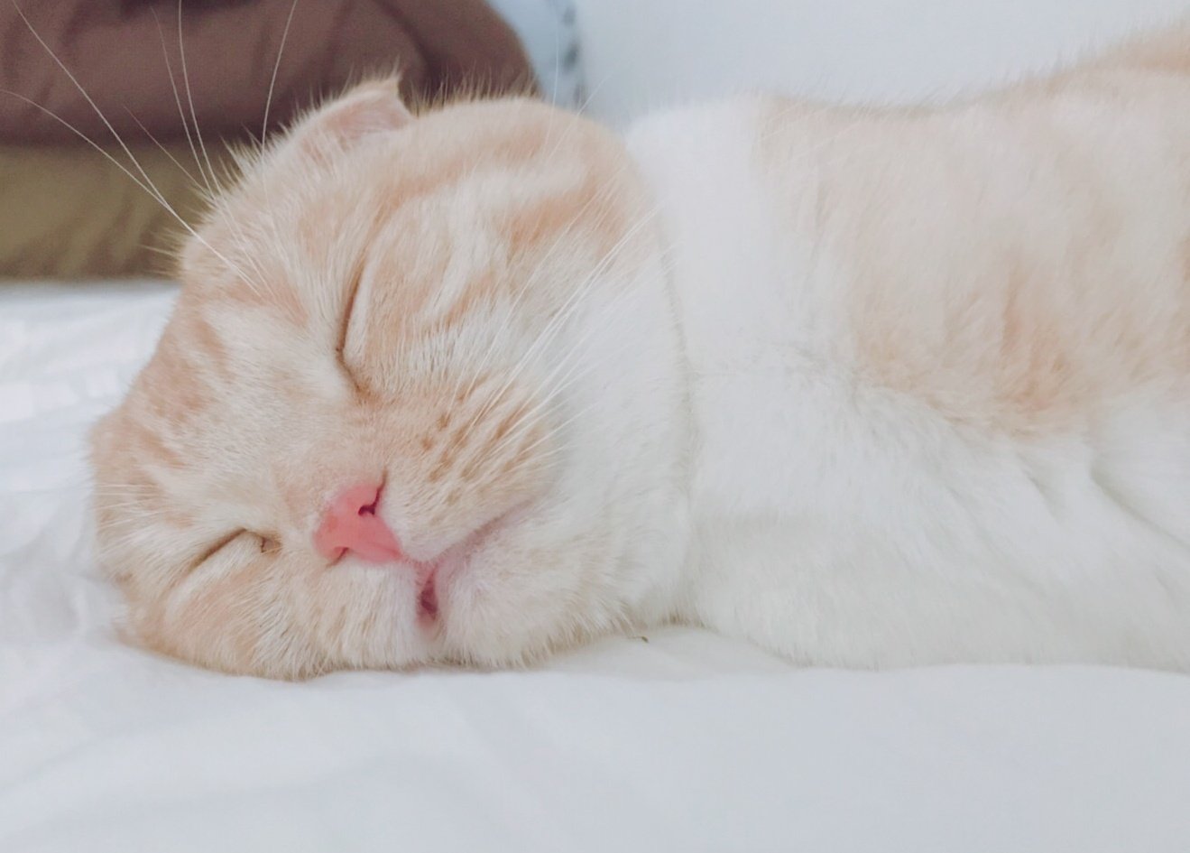Casio カシオ計算機株式会社 On Twitter 熟睡しすぎて口開いた カシ子タイム 猫写真 猫好き Https T Co Odwoww9iqc Twitter