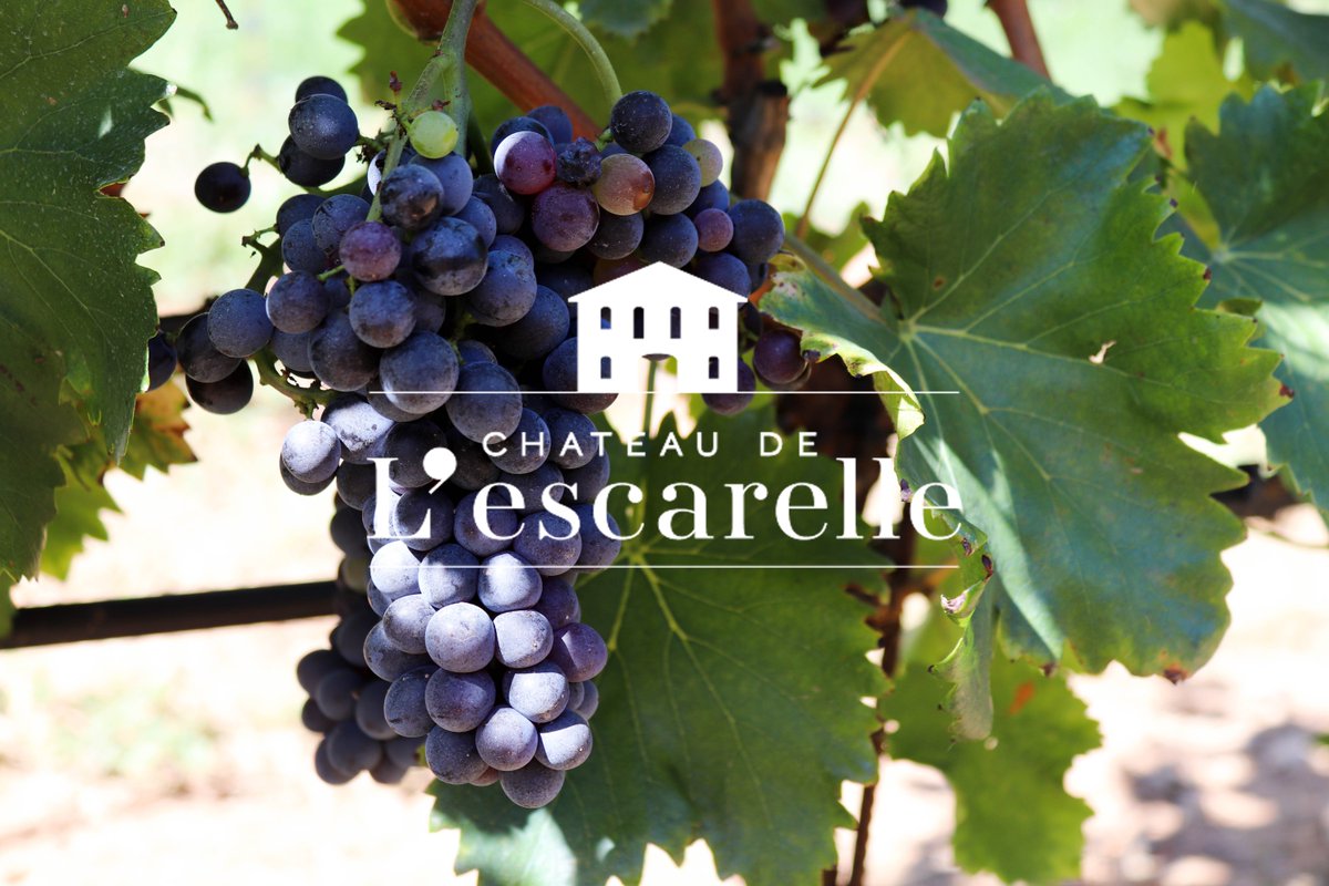 lescarelle's tweet photo. Nous entamons les vendanges dès demain, Dimanche 15 septembre : un belle maturité, des raisins sains pour de jolis jus à vinifier 🍀 #EscarelleMoments https://t.co/dM5dyeSfvg