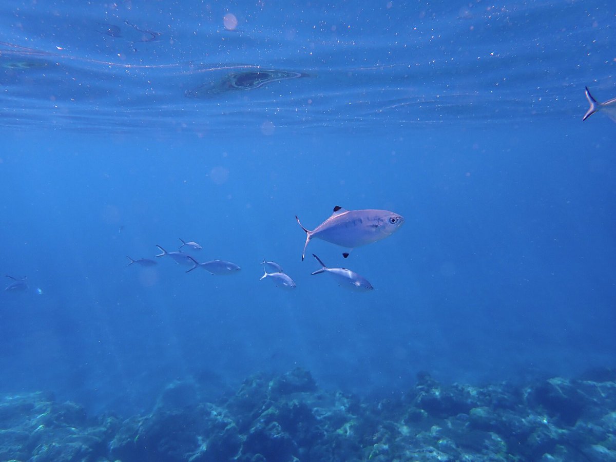 Lovely day of diving today on #FieldAzores, highlights being the Roughtail Stingray, Dusky Grouper, 2 different species of moray, and lots of Fireworms - more photos coming soon! #FieldCourseFortnight #ExeterGlobal