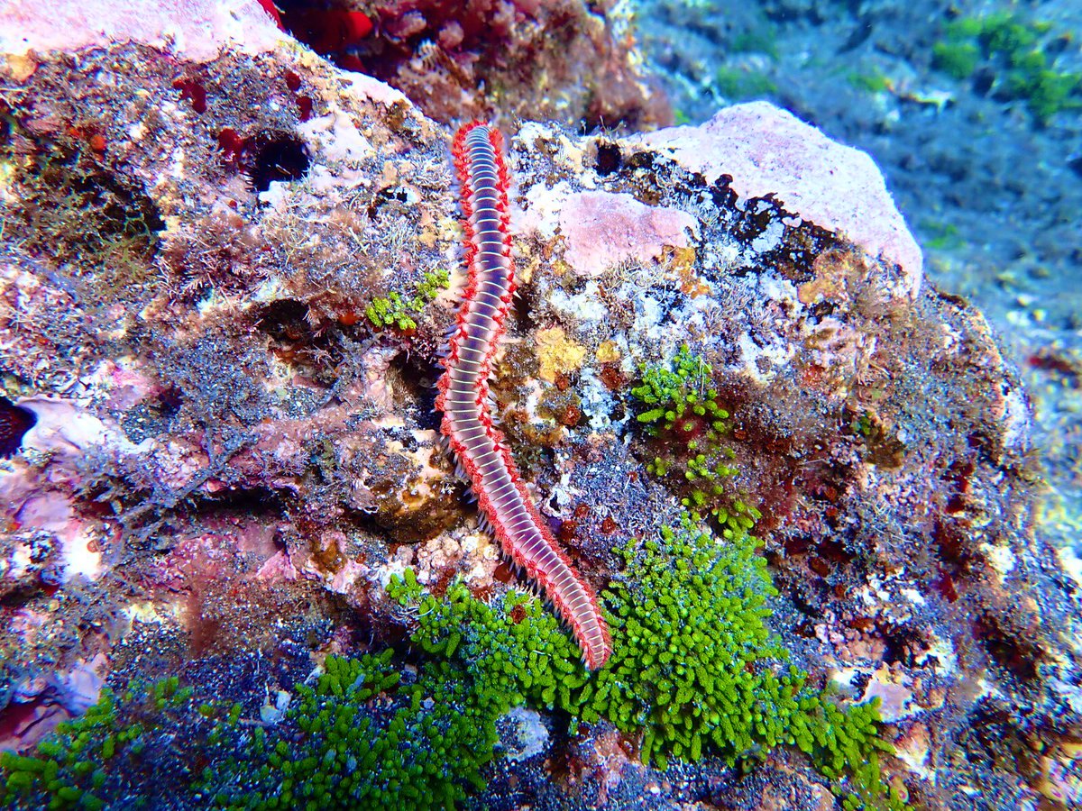 UoEFieldAzores's tweet image. Lovely day of diving today on #FieldAzores, highlights being the Roughtail Stingray, Dusky Grouper, 2 different species of moray, and lots of Fireworms - more photos coming soon! #FieldCourseFortnight #ExeterGlobal