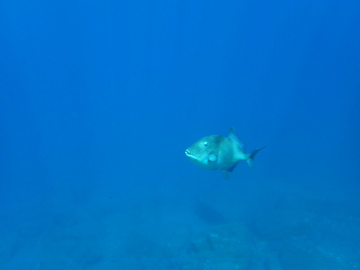 UoEFieldAzores's tweet image. Lovely day of diving today on #FieldAzores, highlights being the Roughtail Stingray, Dusky Grouper, 2 different species of moray, and lots of Fireworms - more photos coming soon! #FieldCourseFortnight #ExeterGlobal