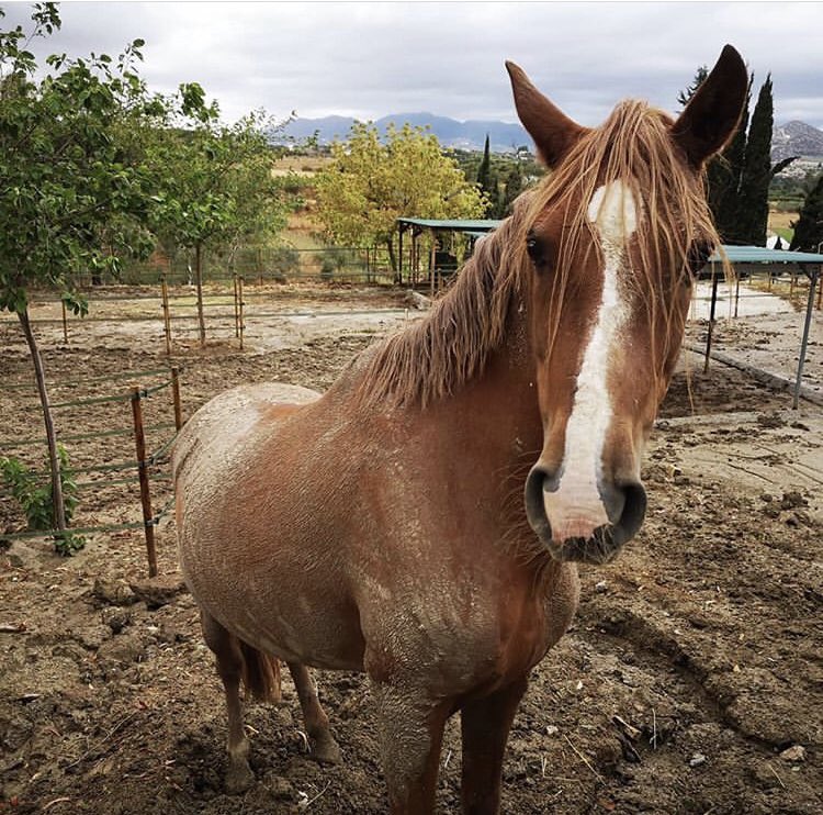 Pido ayuda para el santuario de caballos y animales @cyd_santamaria 😔Ya sólo con difundir lo es. Las lluvias han arrasado :( instagram.com/p/B2ZEw5wIWqu/… Pd:gracias <a href="/EuprepioPadula/">Euprepio Padula</a> por hacer que las descubriera y pueda estar mes a mes aportando mi granito porque son imprescindibles🌹