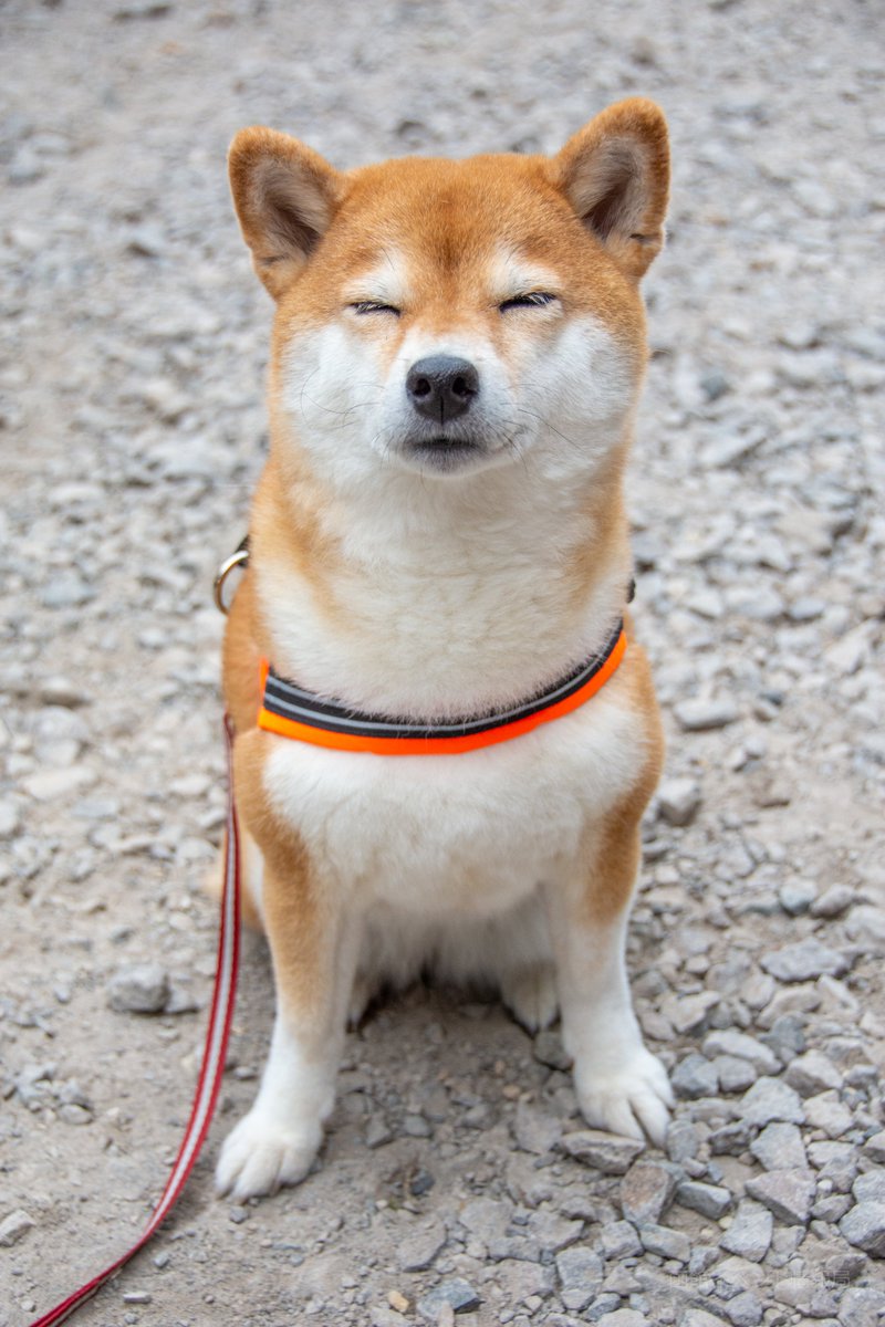 函館イベント情報局 編集長 本当は実家で犬をずっと飼っていたので犬も大好きです 笑