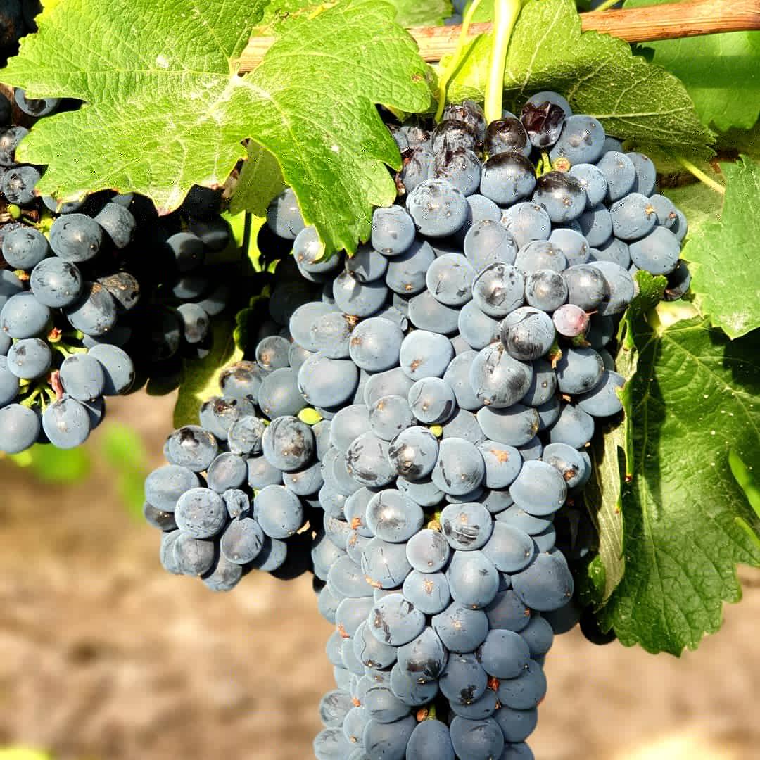 CELLER ANALEC tweet media