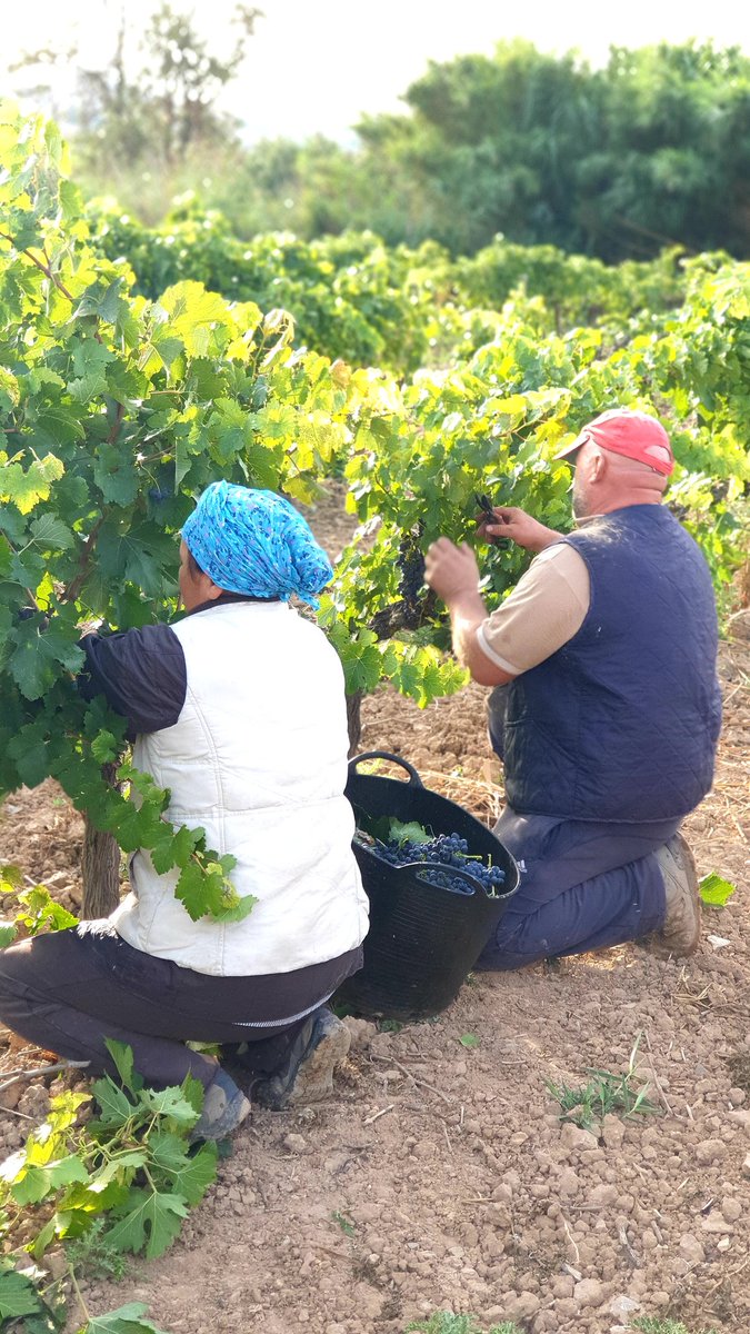 CELLER ANALEC tweet media