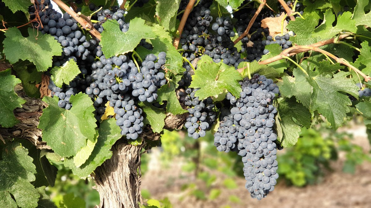 CELLER ANALEC tweet media