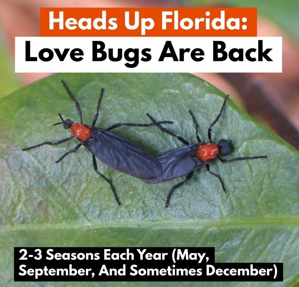 edyoung4florida's tweet photo. Florida's unofficial state insect, the #lovebug, is back! Seriously, is anyone other than the owners of car washes really happy about this? #insects #LifeInFlorida #FloridaLife #weather #FloridaBugs #FloridaInsects @FloridaIssues #September https://t.co/zkjkJSi1OY