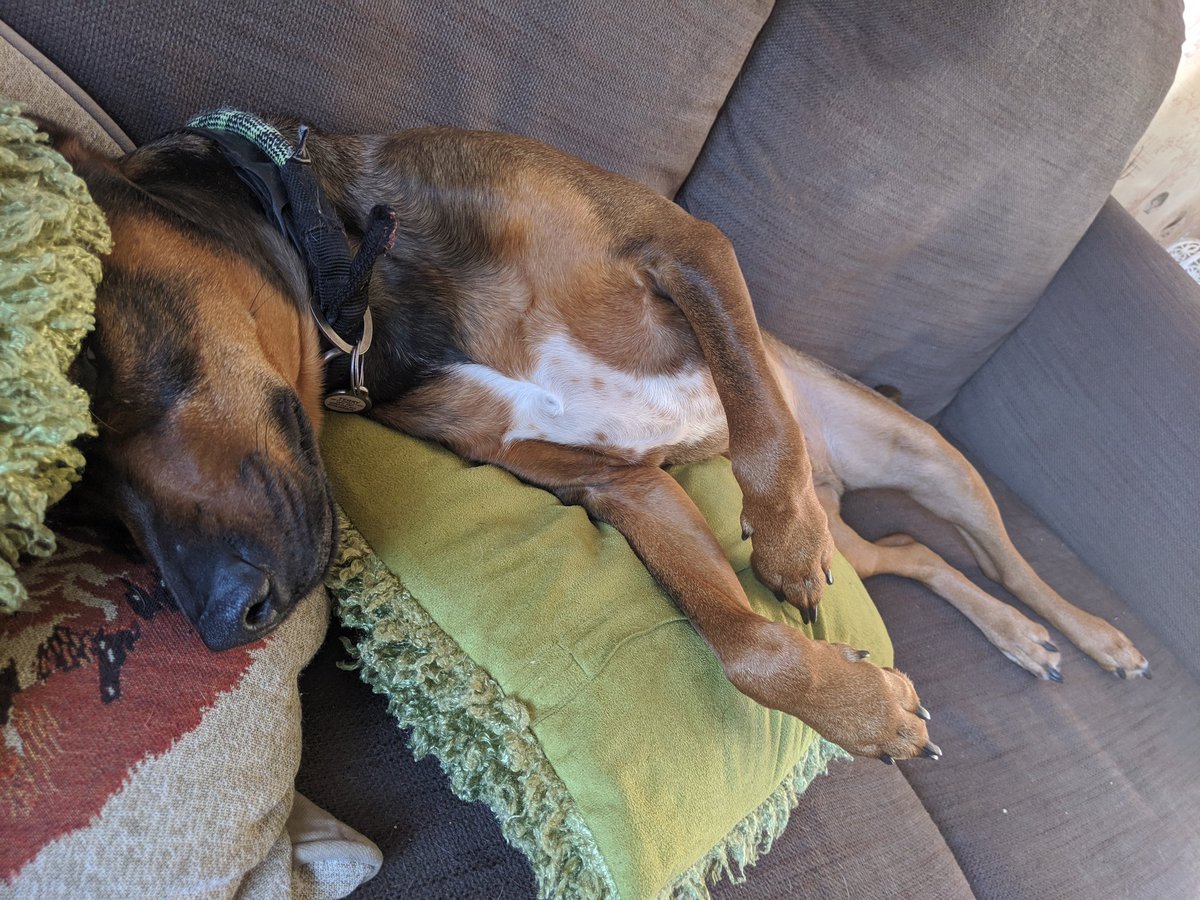 Rocky my lovely rescue Dog, enjoying a laid back Saturday afternoon #dogslife #rescuedog #dogsarefamily