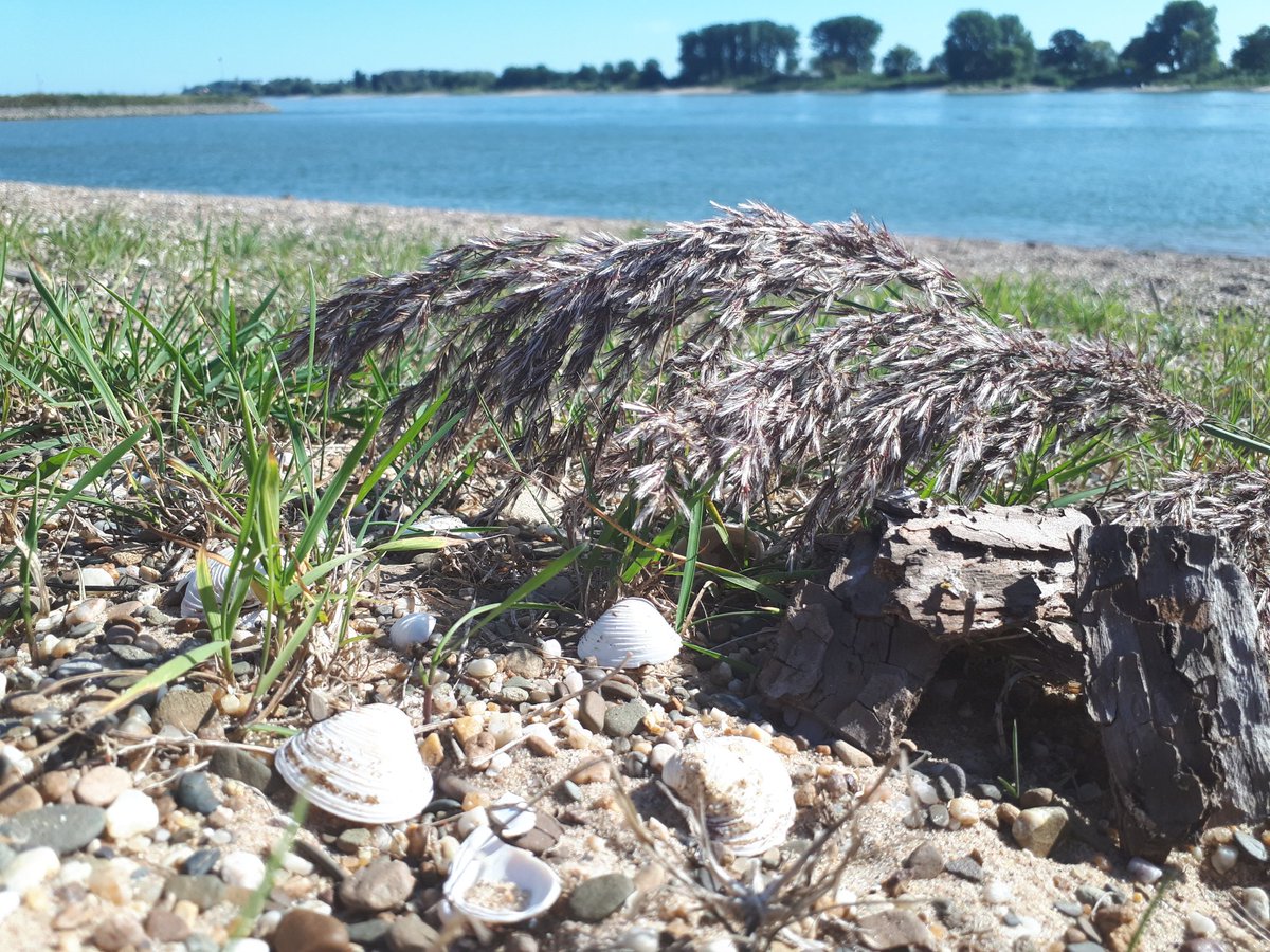 Guido_Ariessen's tweet image. Je zult hier maar wonen🤩🤩🤩.
Prachtig landelijke omgeving daar waar de #rijn ons land binnenkomt #Spijk ❤.
Heerlijk ontspannen en genieten van het mooie weer........