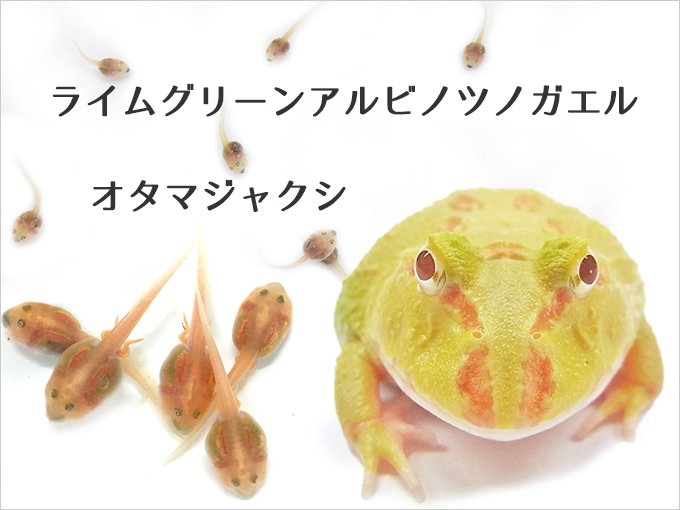 Nuance ニュアンス ペパーミントツノガエル アプリコットツノガエルのオタマジャクシの販売を開始いたしました アプリコットのペア同士なのですが 通常のアルビノやアプリコットとミックスのカラーも産まれてくる可能性もございますのでご了承ください