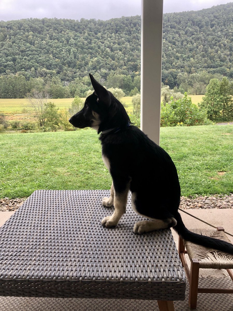 Dartha On Twitter So I M Sitting Shep Almost 4 Months My