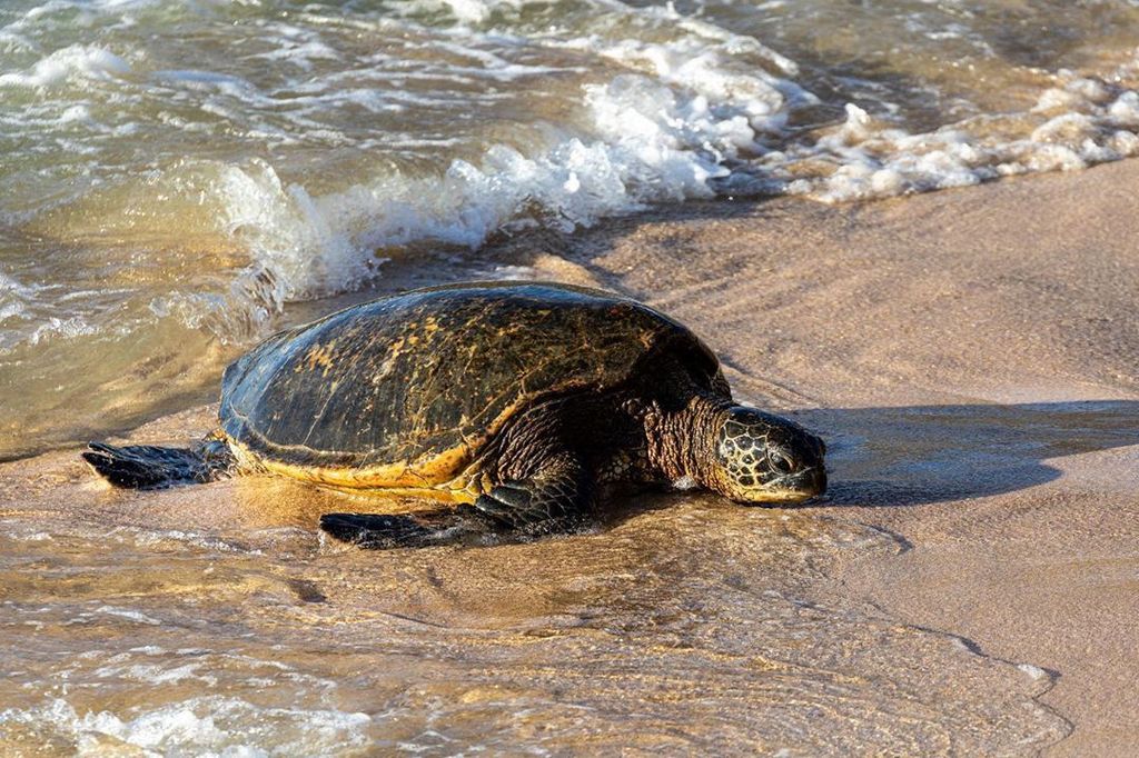 Quite a thrill to see the beautiful Hawaiian green sea turtles haul out on the sand at turtle beach.
.
.
.
#turtle #hawaiiangreenseaturtle #turtlelove #maui #optoutside #exploremaui #getupgetout #teamcanon #scpcphotos #naturelovers #swimwithturtles #naturephotographers #wild…