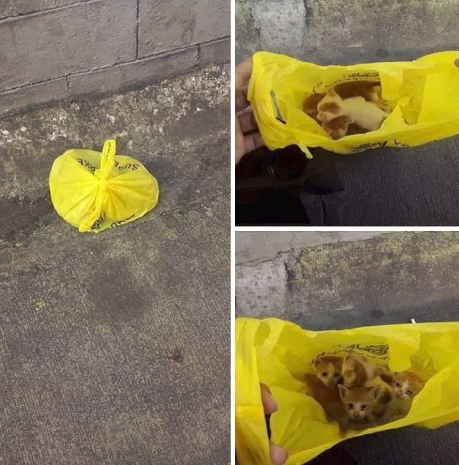 EarlsCourtCat1's tweet photo. PLEASE BE AWARE, DON'T DRIVE OVER BAGS IN THE ROAD!!!
This time of year, open all the plastic bags, insulated cardboard boxes met. When you see on the road a bag with the impression that it contains something, don't ride on it but stop by to check the content. https://t.co/5TZQmvNrnu