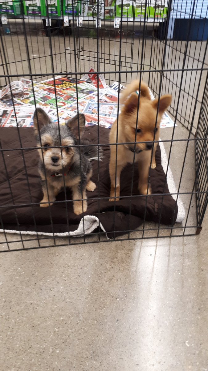 Riley and Rex are also looking for their forever homes!!
#PicMe
#adoptlove
<a href="/ThatJenKelly/">Jennifer Kelly</a>