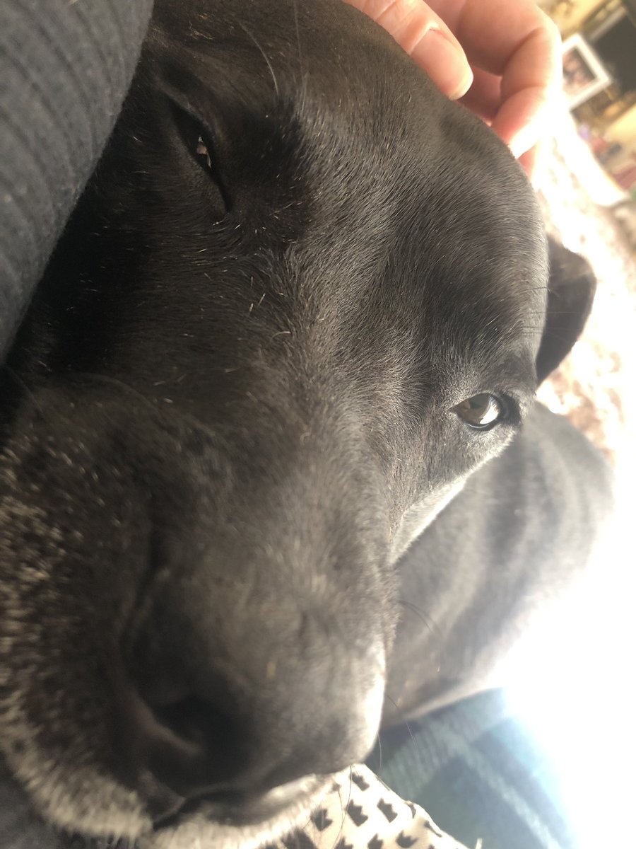 Who couldn’t love this face 🐶 Having a cuddle with mum #CuteDog #Dog #DogLife #dogs #DogLover #DogsofTwittter #staffordshirebullterrier #Staffy #TheRuffRiderz #Tripawd #ZSHQ