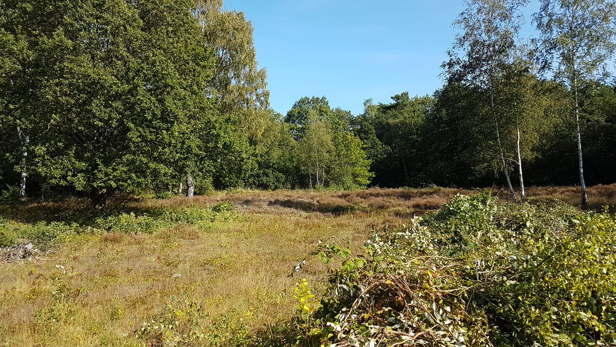 Na de zomerstop zijn we vanmiddag met de Bennekomse afdeling van <a href="/ARochaNL/">A Rocha Nederland</a> weer aan de gang geweest aan de Fransekampweg. Mooi weer, lekker zweten en flink wat werk verzet 😊.