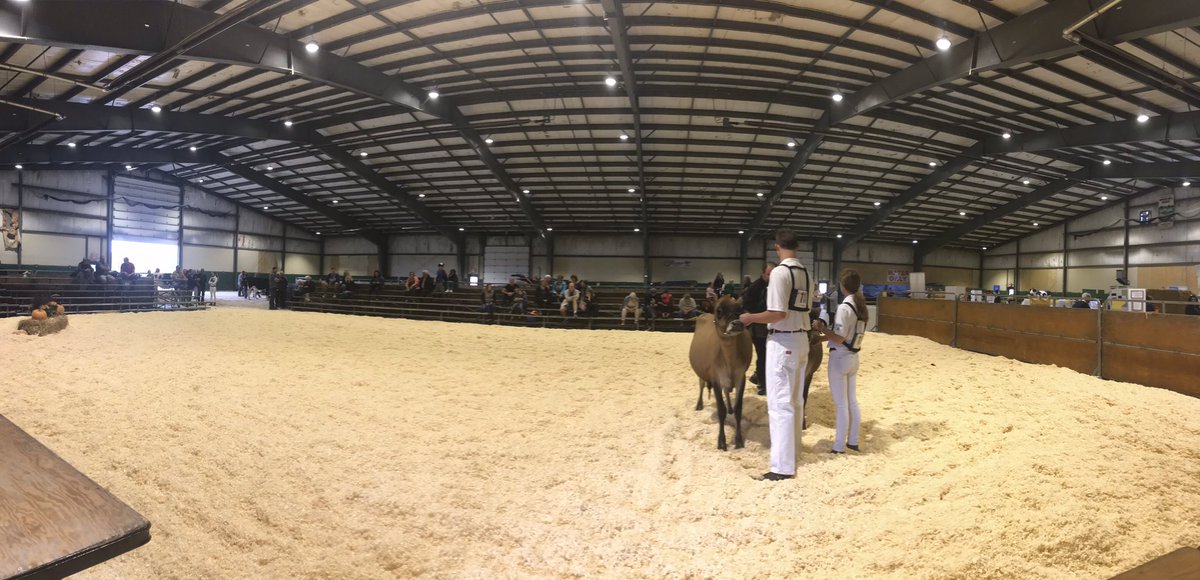 #peel4h Brampton dairy achievement, and open show, is under way <a href="/BramptonFair/">Brampton Fall Fair</a>  #dairy #showmenship