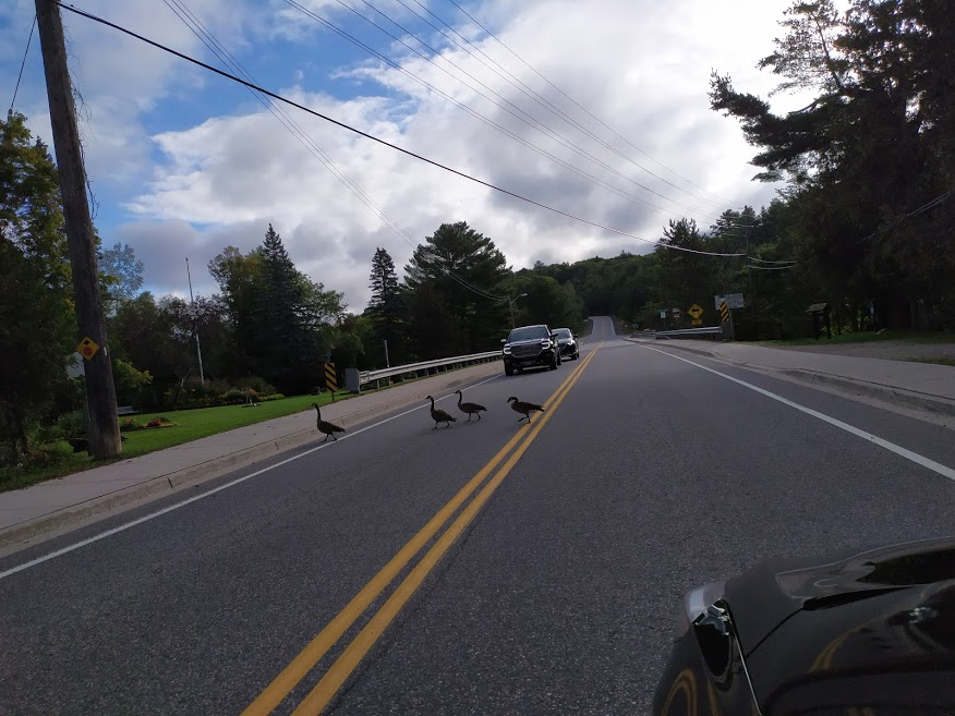 Trpel_com's tweet photo. Canadian citizens cross the road :-) 
#Canada #birds https://t.co/nAArny7TAP