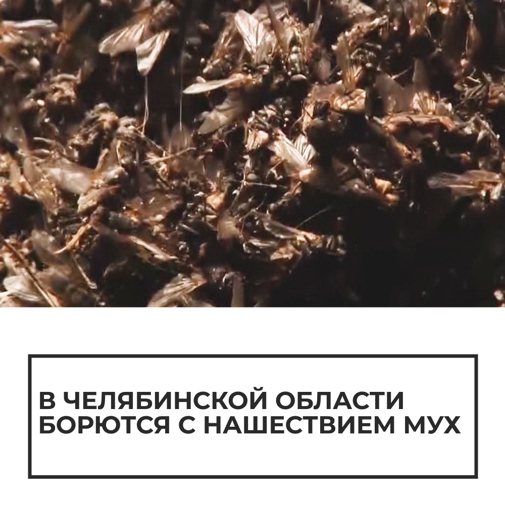 Миллионы мух не могут ошибаться. Нашествие мух. миллионы мух.