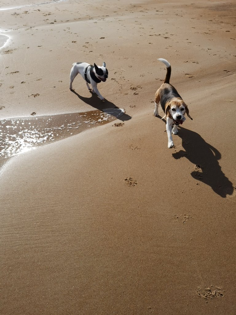 IggyBFrenchie's tweet image. Chasing Beagles at the beach