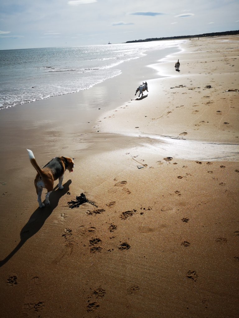IggyBFrenchie's tweet image. Chasing Beagles at the beach