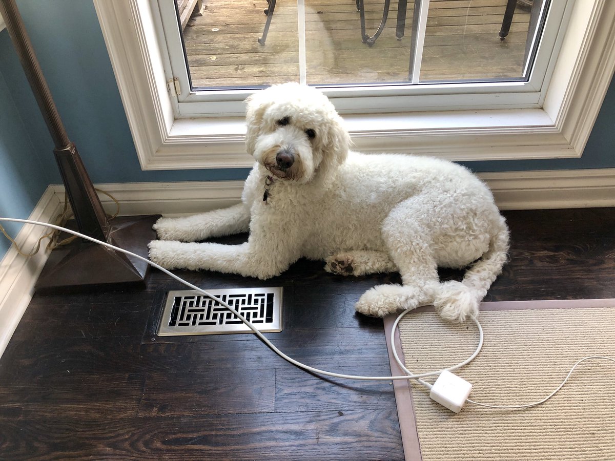 louisa_2019's tweet photo. My dog, Berkley #MeInThree not #MeInSix ๐ถ https://t.co/y7snRVEv4U