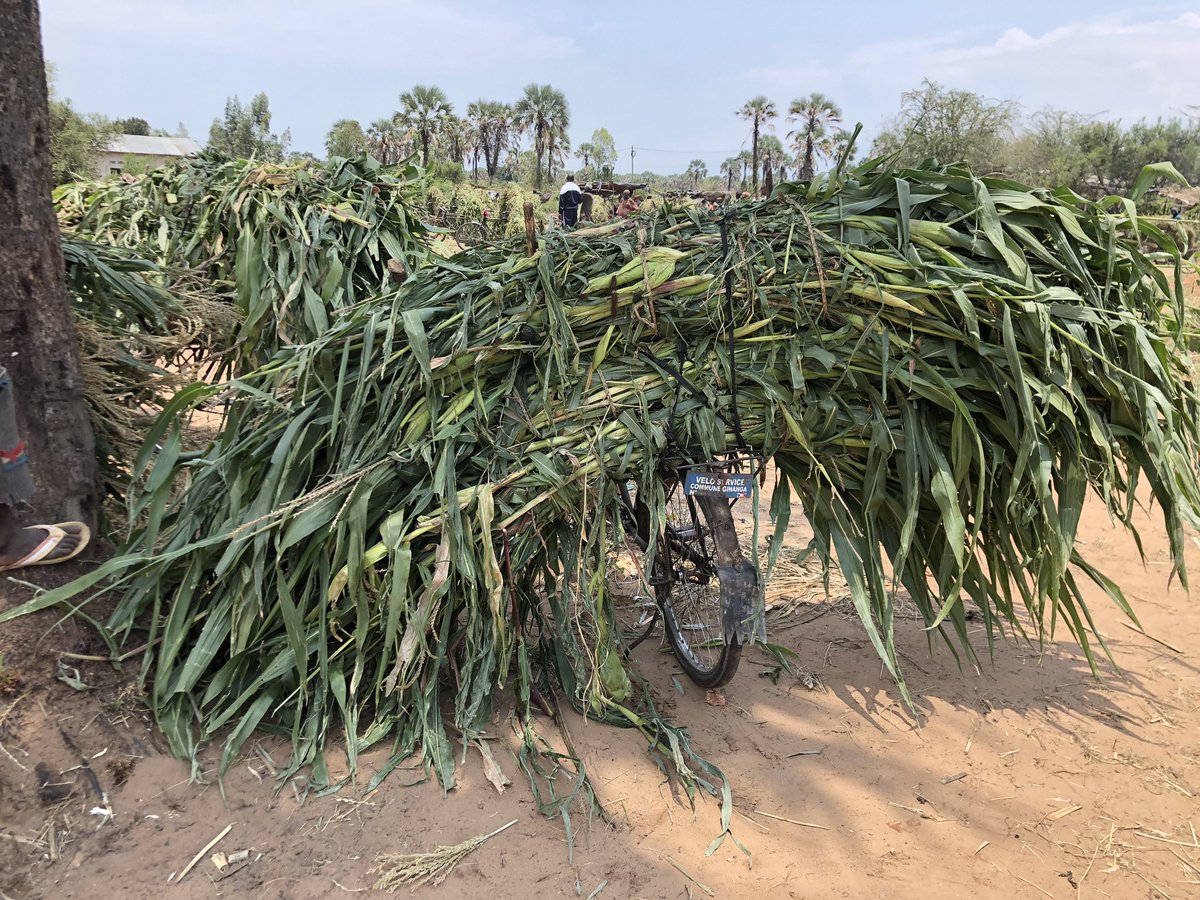 antebvholland's tweet photo. Field visits dairy value chain in Burundi #antebv #agriterra #agriprofocus #cordaid #milk #heifer #unicef #rvo #snv #cheese #queso #sead #lacteos #hivos #MAAIF_Uganda #actionAid #naads #nuffic #FAO #IFAD #solidaridad #united nations # danida https://t.co/KPEoeclGw3