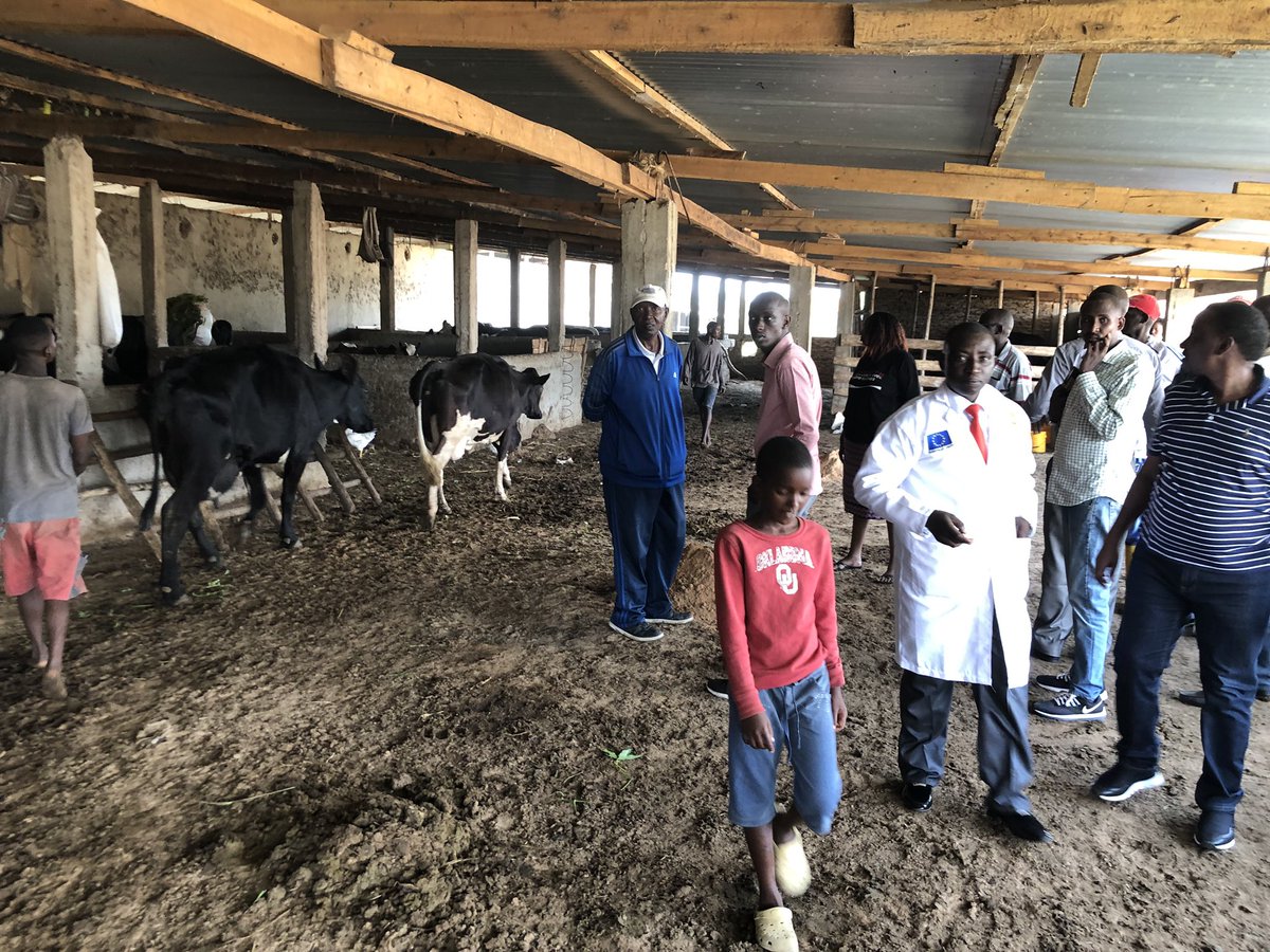 antebvholland's tweet photo. Field visits dairy value chain in Burundi #antebv #agriterra #agriprofocus #cordaid #milk #heifer #unicef #rvo #snv #cheese #queso #sead #lacteos #hivos #MAAIF_Uganda #actionAid #naads #nuffic #FAO #IFAD #solidaridad #united nations # danida https://t.co/KPEoeclGw3