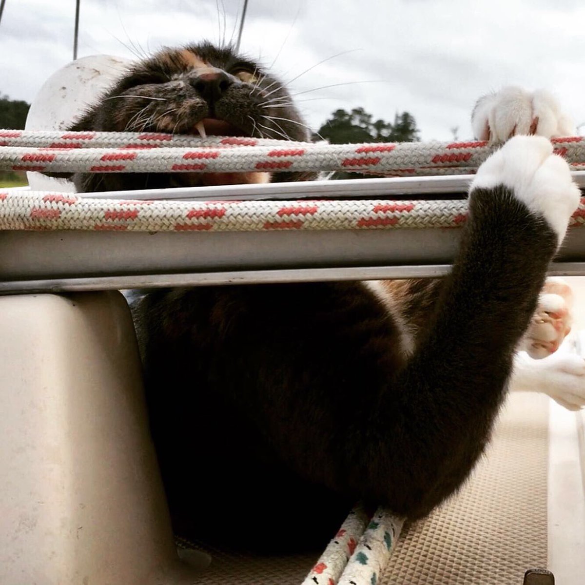 jimenezclarissa's tweet photo. Figment the #purrmaid; #meowdel or #monster?
#Caturday https://t.co/uc6sheSLKJ