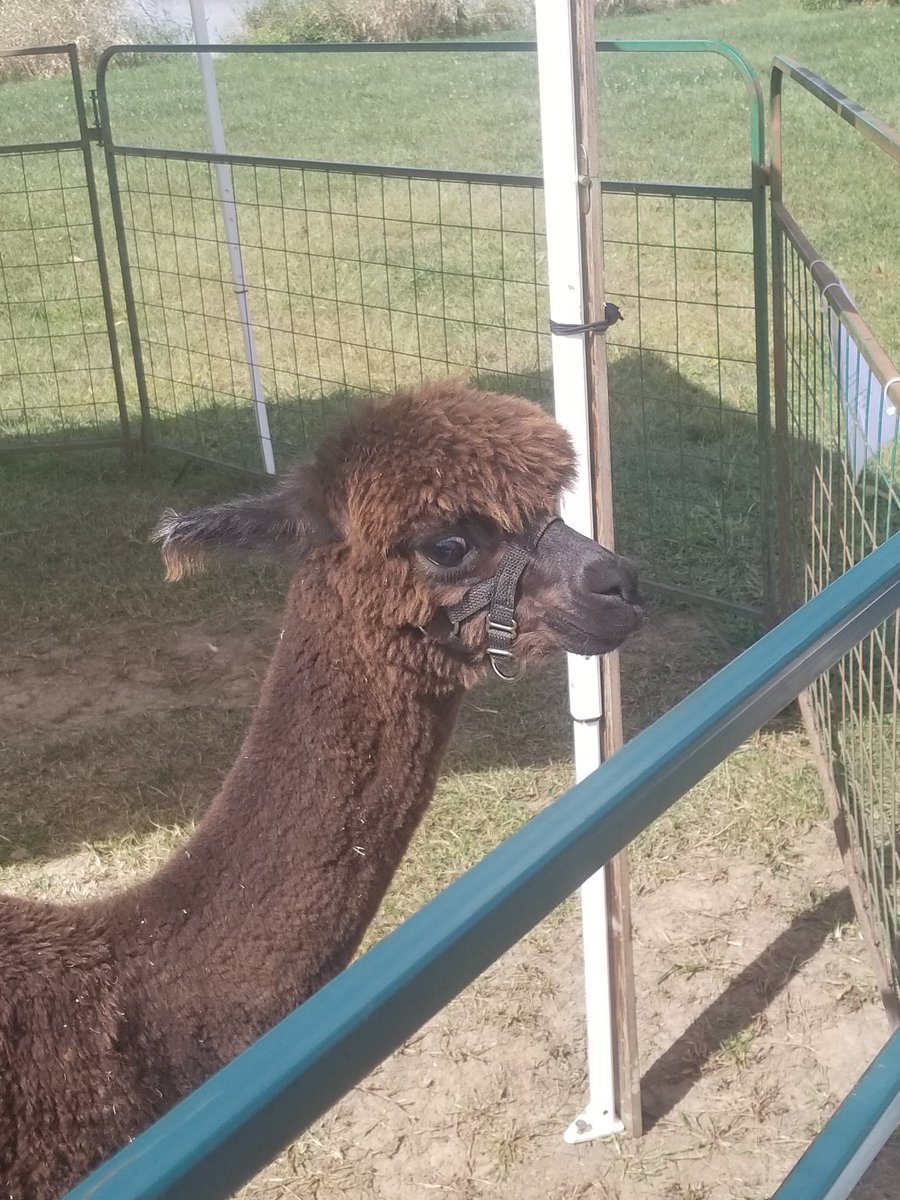 magee333's tweet photo. Alpacas!!!! #YankeePeddler https://t.co/sFWBCnxBkw