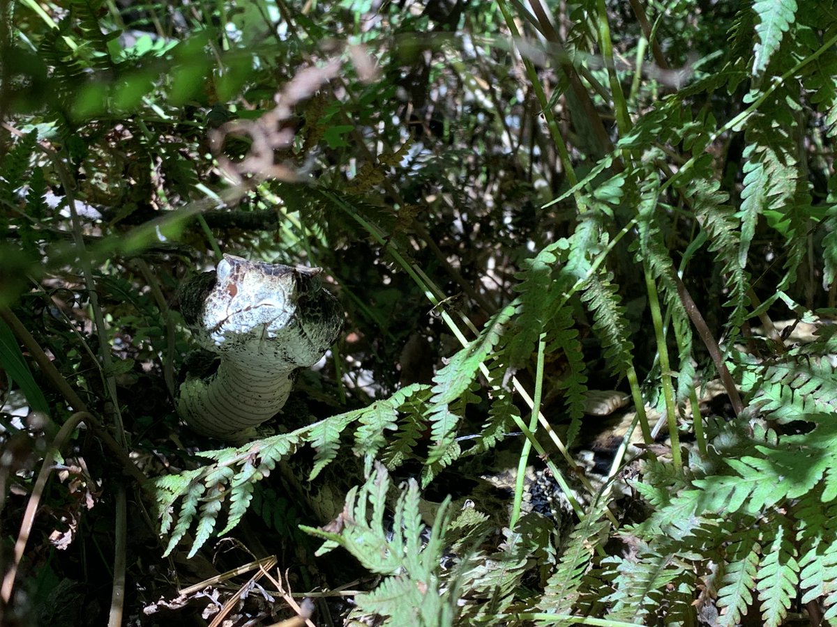 Timber Tweets tweet media