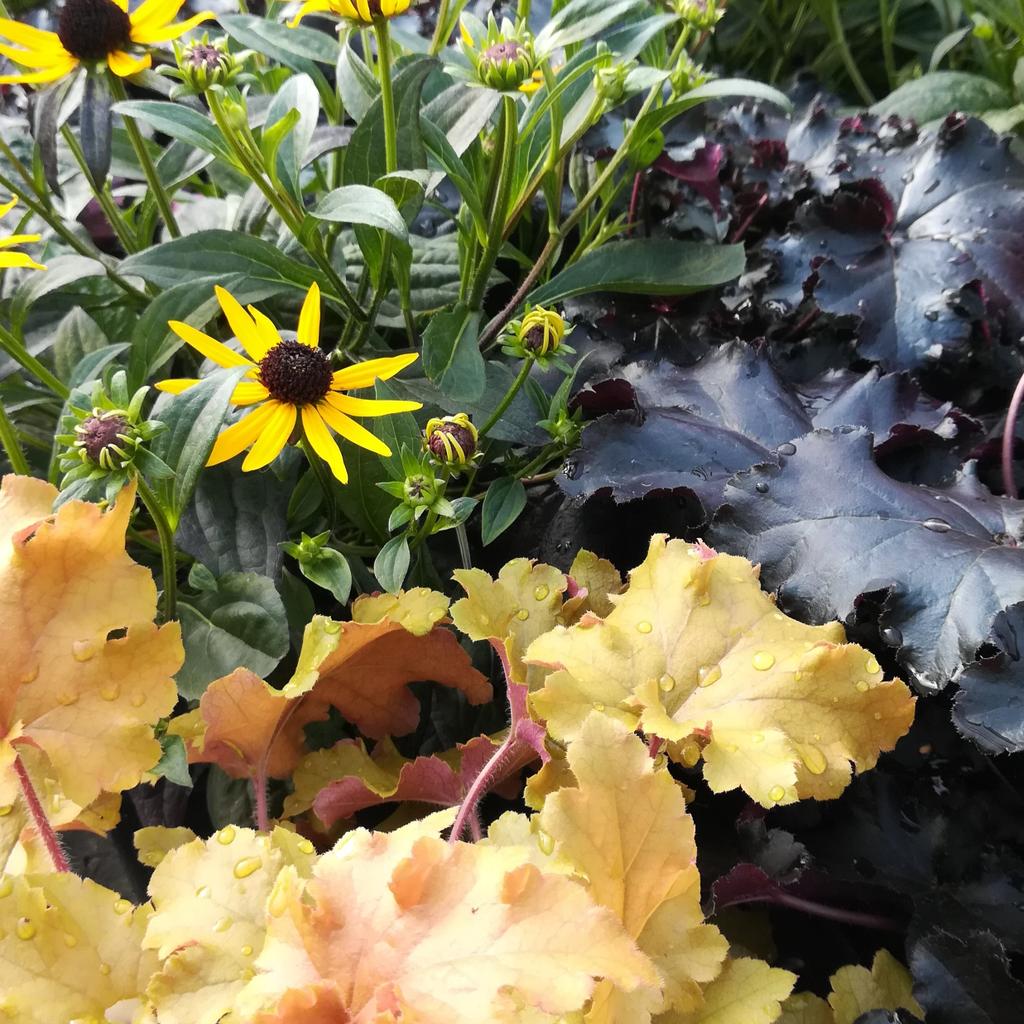 Stunning combination of Heuchera Marmalade and Black Pearl with Rudbeckia Little Goldstar. Lovely late summer addition to your garden