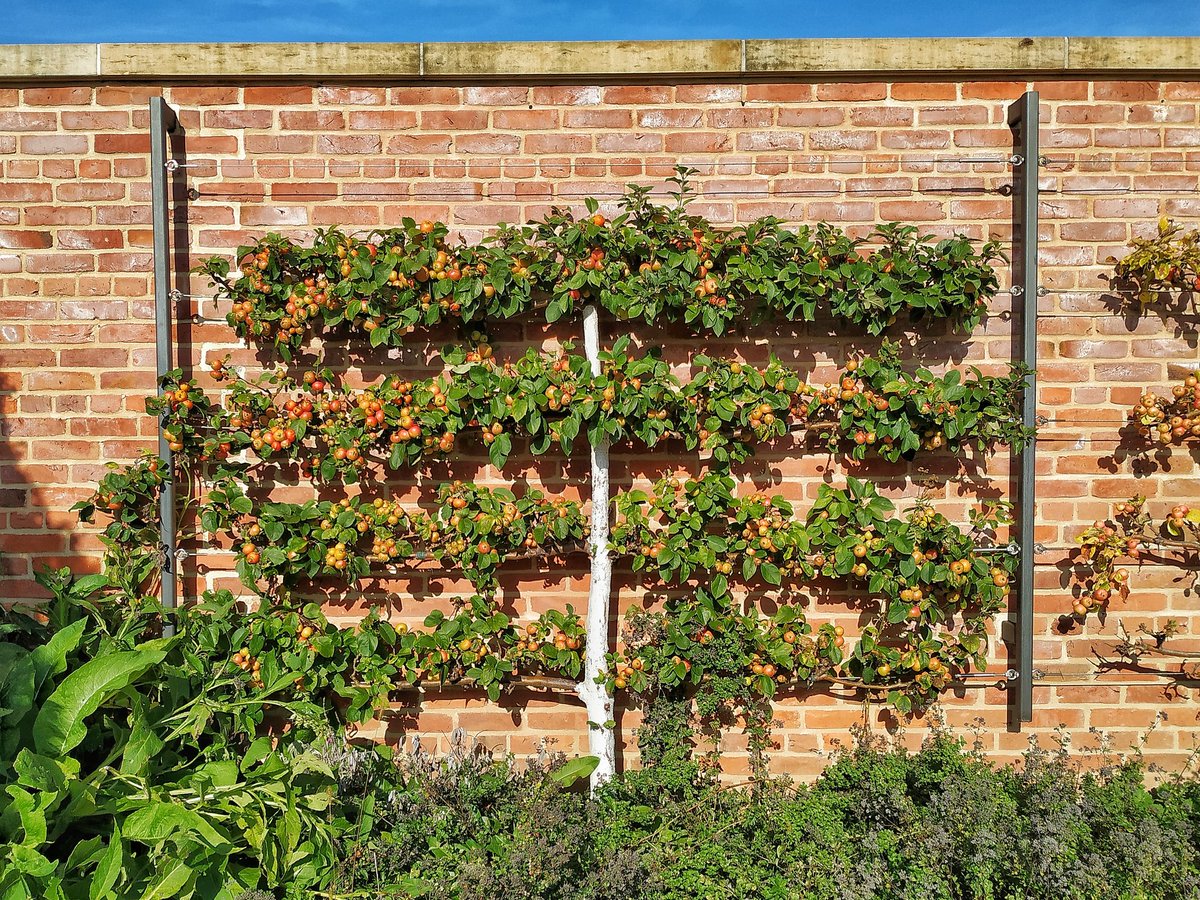 Как скрыть некрасивую. Оригинальные заборы для дачи. Как скрыть некрасивую. Плющ вертикальное озеленение. Декоративный короб для декора.