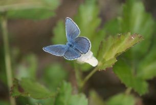 xercessociety's tweet photo. The Trump administration has introduced changes to the #EndangeredSpeciesAct that are truly disastrous for #endangered #pollinators and other #wildlife. Unless a court issues an injunction, these new regulations will go into effect on September 26. https://t.co/0267zfPa3z https://t.co/DqcUInlIhw