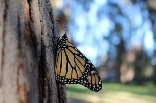 xercessociety's tweet photo. The Trump administration has introduced changes to the #EndangeredSpeciesAct that are truly disastrous for #endangered #pollinators and other #wildlife. Unless a court issues an injunction, these new regulations will go into effect on September 26. https://t.co/0267zfPa3z https://t.co/DqcUInlIhw