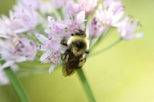 The Trump administration has introduced changes to the #EndangeredSpeciesAct that are truly disastrous for #endangered #pollinators and other #wildlife. Unless a court issues an injunction, these new regulations will go into effect on September 26. buff.ly/2zvTkBZ