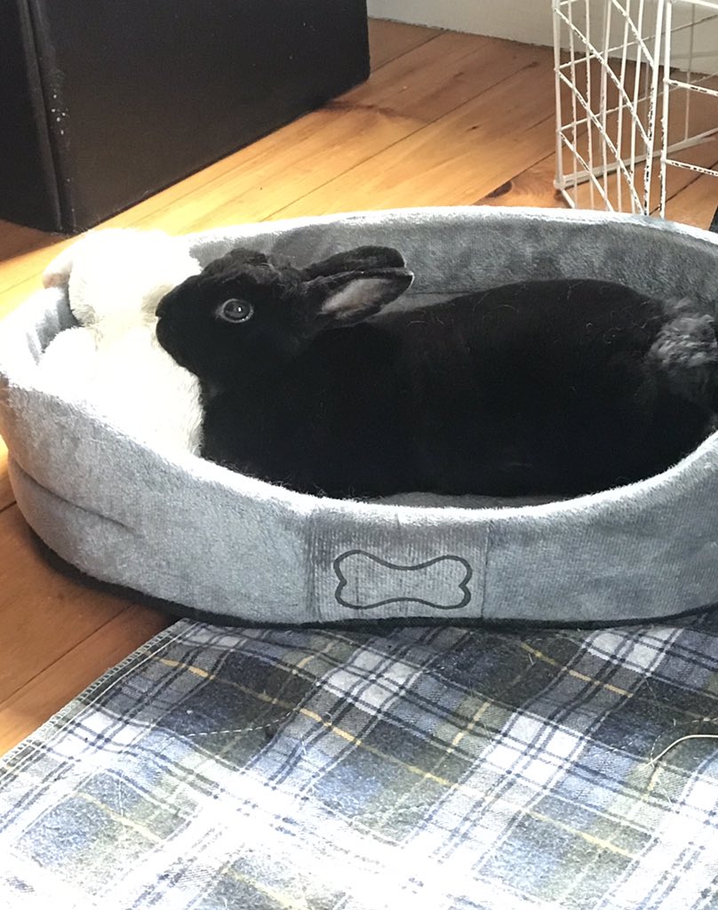 sarahliciousmhu's tweet image. Belle is 11 year’s old and loves her dog bed, dill, and bananas! #rexrabbit #hoppy 🐰💙