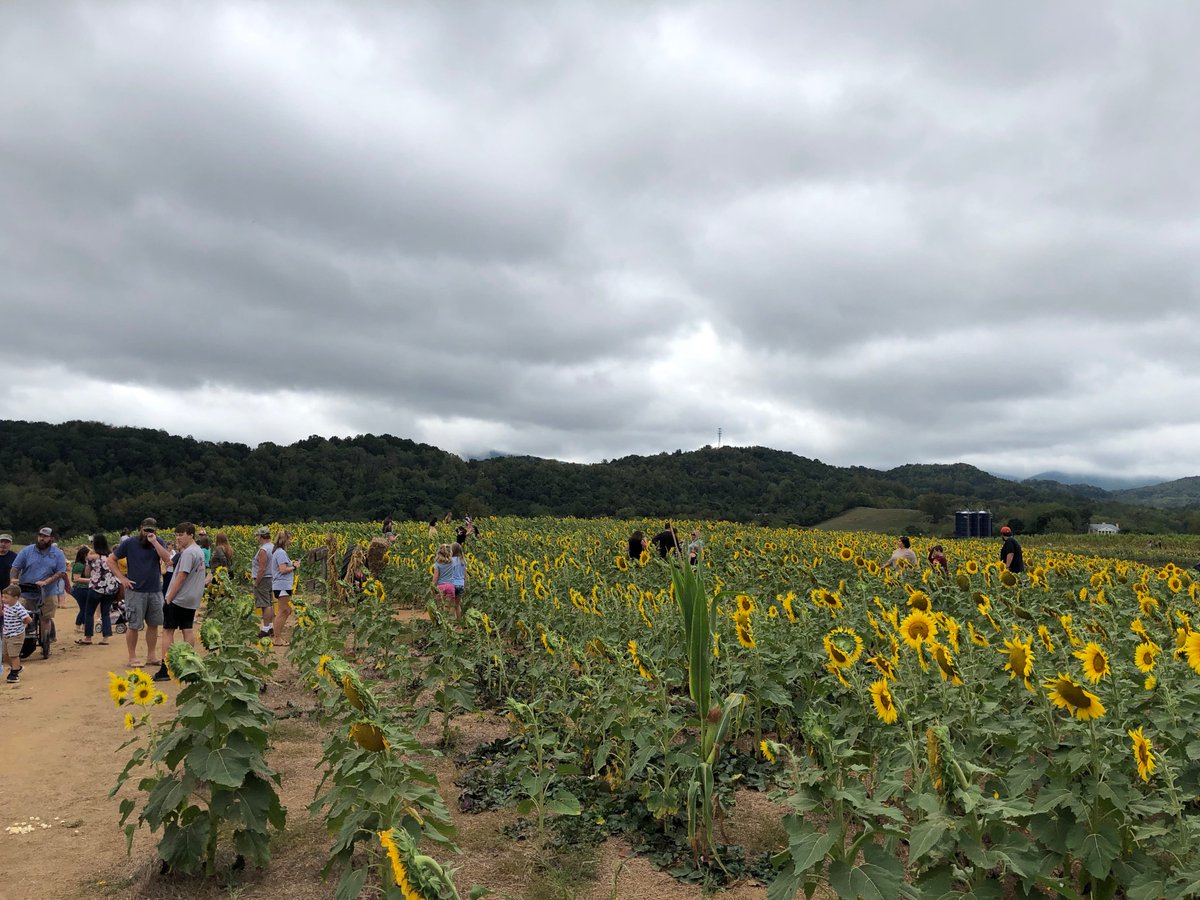 CBoothVA's tweet image. Beaver Dam Farm Sunflower Festival is happening this weekend. Come by and check it out. We saw a lot of friends and had a great time! @TownBuchananVA