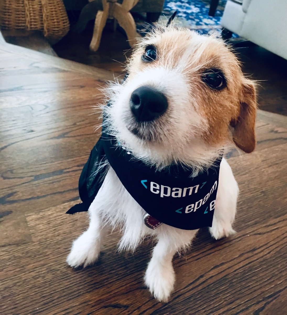 SourcingGenie's tweet photo. My office buddy wearing her EPAM swag #insideepam #epamer #WorkFromHome #techrecruiting #WorkLifeBalance #peppatheJRT #JackRussellTerrier https://t.co/enXMI0Hlxe