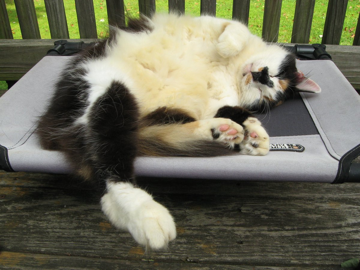 PookieDigi4Ever's tweet photo. My kitty, Callie, channeling her inner Bei ๐ #naptime #danglingleg #toocute #hammock #curledpaws #Caturday https://t.co/UPNqTZzVuY