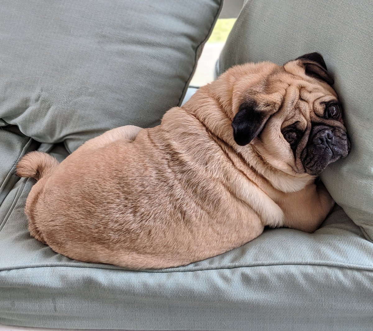 thegrumblypug's tweet photo. #TheGrumblyPug #pug #pugs #rva #rvadogs #dogsofrva #pugsoffacebook #dailypug #pugsarethebest #dogs #dog #puglife #pugstagram #pugsnotdrugs #pugly #pugoftheday
https://t.co/alYmuqKlTt https://t.co/rObNRCnM1i