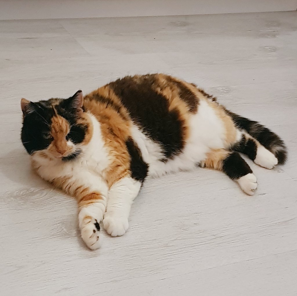 Fluffy Willow 🌈 tweet media