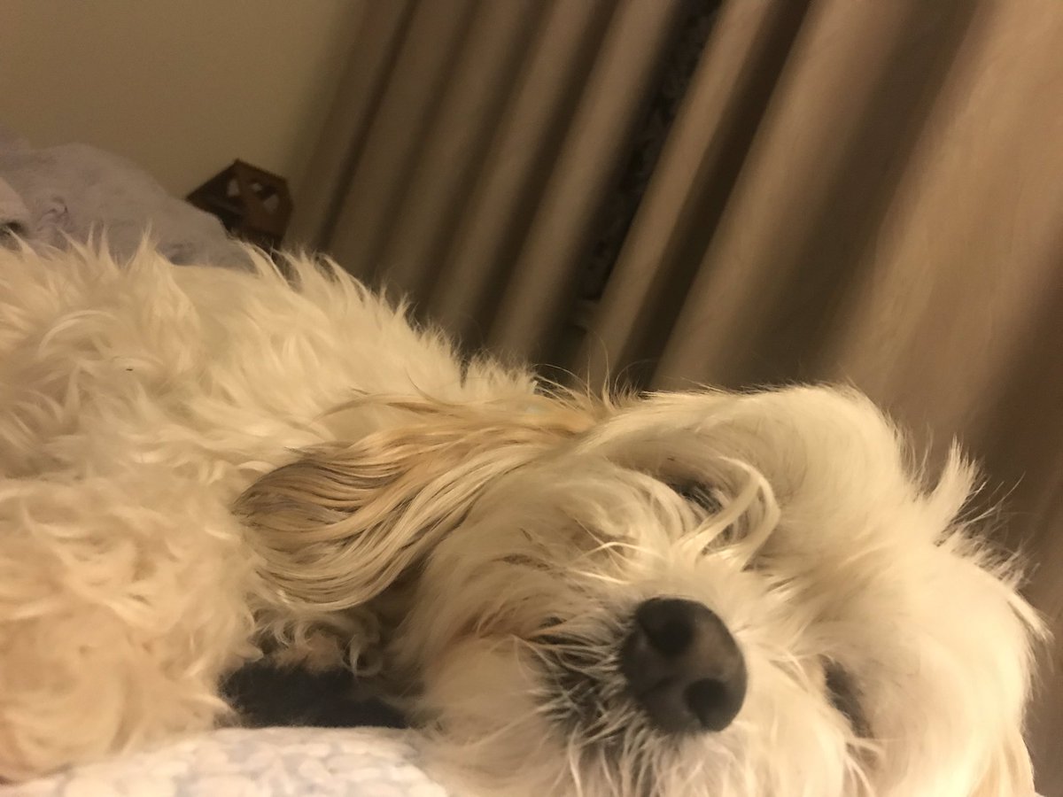 dairyfries's tweet photo. @DDOG_007 my dog is like a human now his head is on a pillow in MY bed https://t.co/dnRY2gQrwL