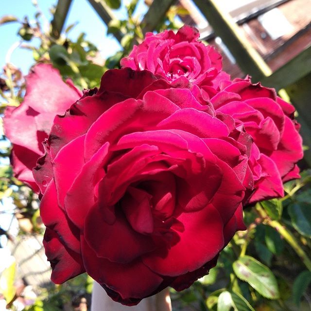 KatiaMoretti80's tweet photo. My #English #rose! #garden #beautifulflowers #loveroses #rosarossa #redrose https://t.co/HxxpgFZIHg https://t.co/GwUORd7nOn