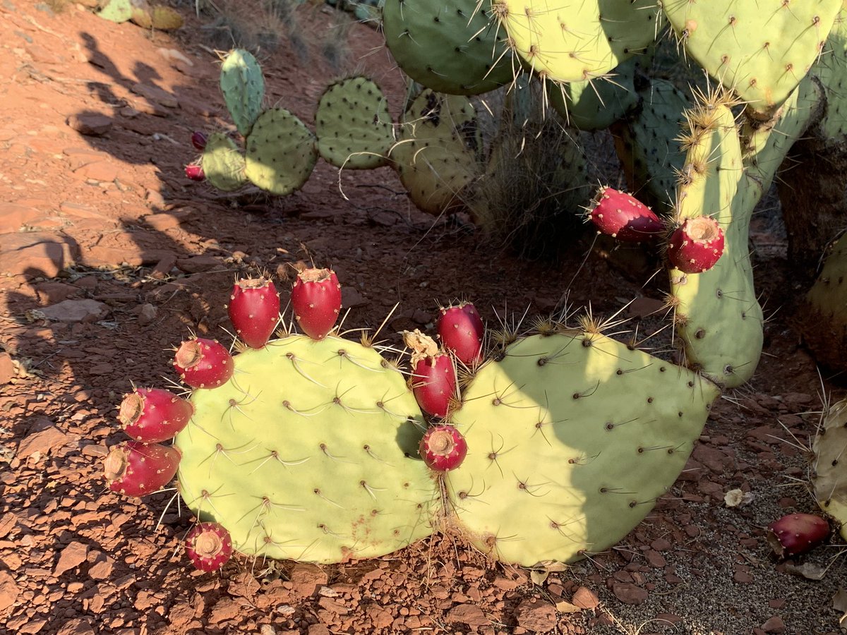 Marstiglez's tweet photo. Thank you @ASCP_Chicago for another great meeting! So great to see everyone! Safe travels home. I am now taking a few days to experience the beauty of AZ 💗@odie0222 @KMirza @aharrington1884 @JaneaDickerson @DKremitske #ASCP2019 #ASCP40UnderForty https://t.co/8PHvRrEnPj